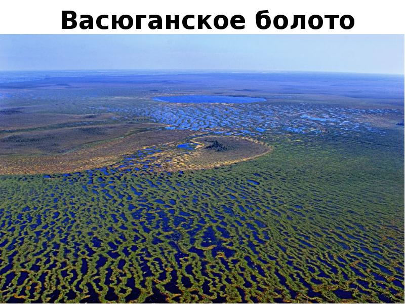 Васюганское болото
