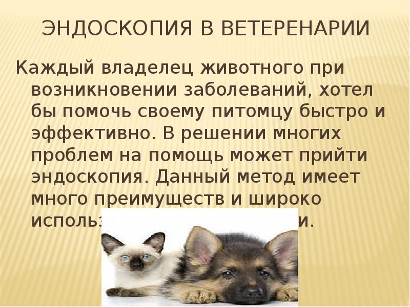 Владелец животного это. Владелец животного это