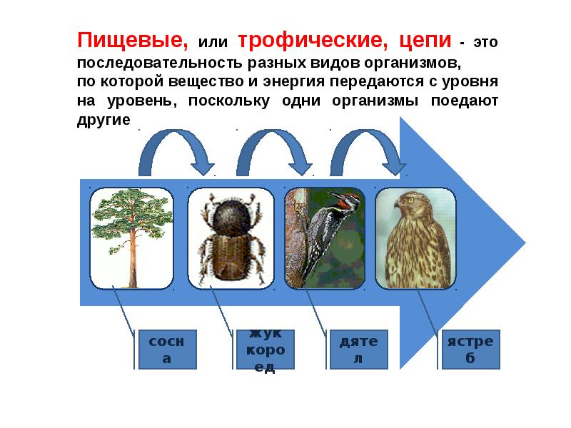 Дятел и жук короед тип взаимоотношений. Пищевая цепь сосна жук короед дятел. Цепь питания сосна дятел жук короед. Цепь питания жук. Цепь питания жук.