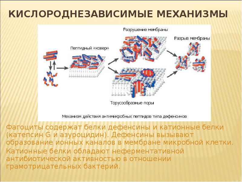 Антимикробные пептиды иммунология презентация