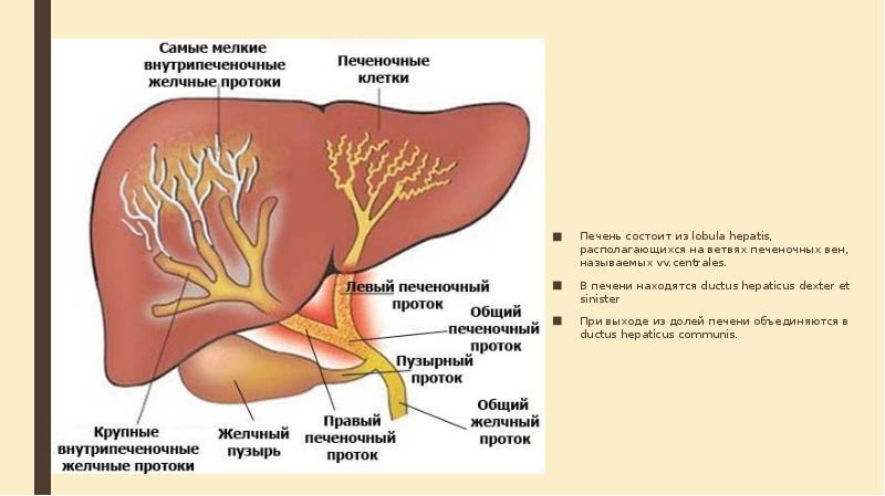 Уплотнение стенок желчных протоков