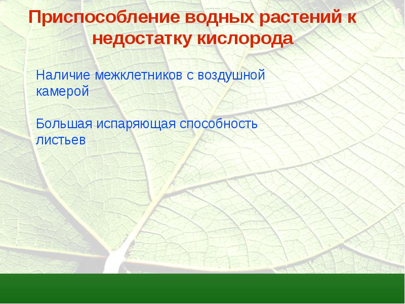 Какие приспособления растений. Приспособления растений к недостатку кислорода. Приспособления водных растений к недостатку кислорода. Приспособления животных к недостатку кислорода. Адаптации животных к недостатку кислорода.