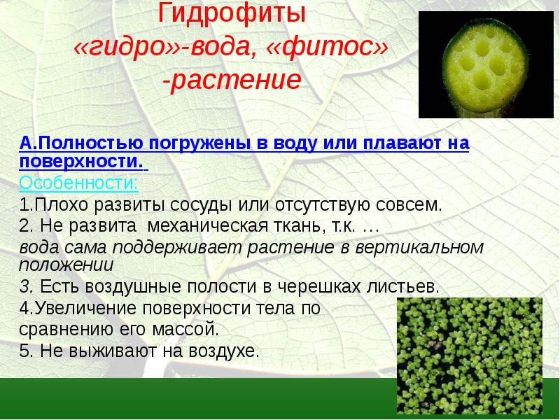 Экологические группы растений презентация 7 класс