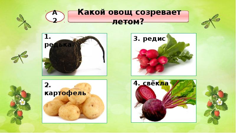 Тест какой ты овощ. Какой овощ созревает летом. Летом какие овощи спелые. Какой овощ созревает первым. Какой овощ созревает летом редька картофель редис или свекла.