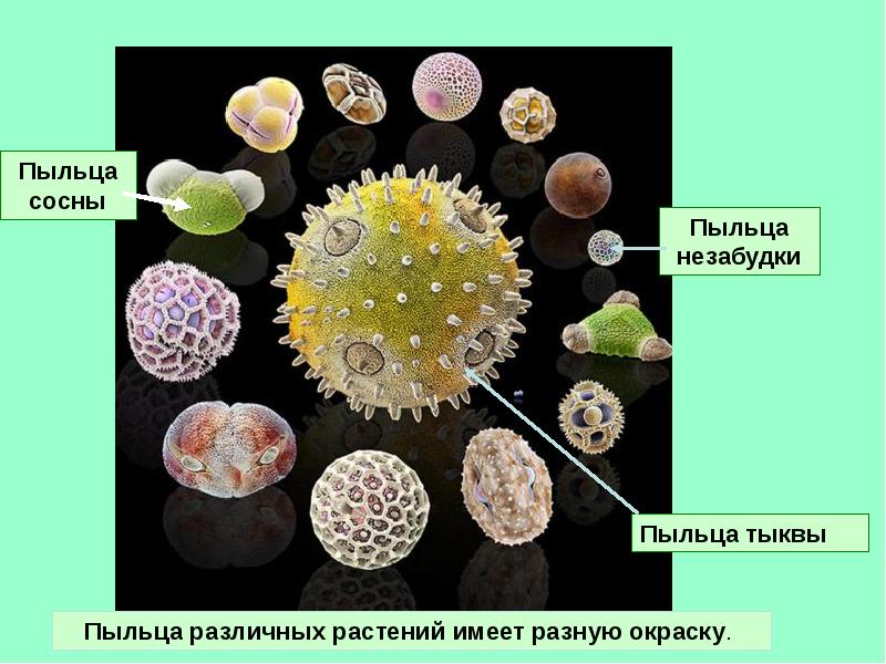 Пыльца растений карта