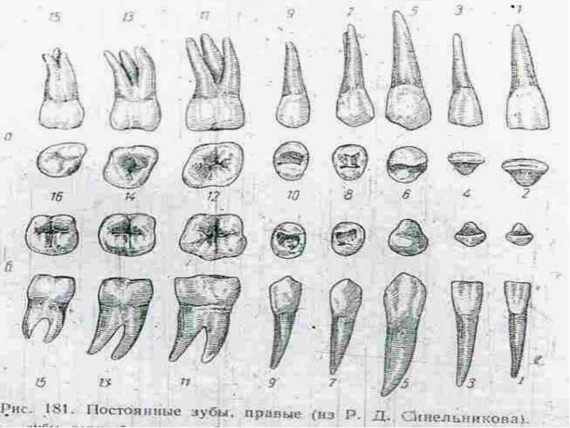 Зубы с корнями рисунок