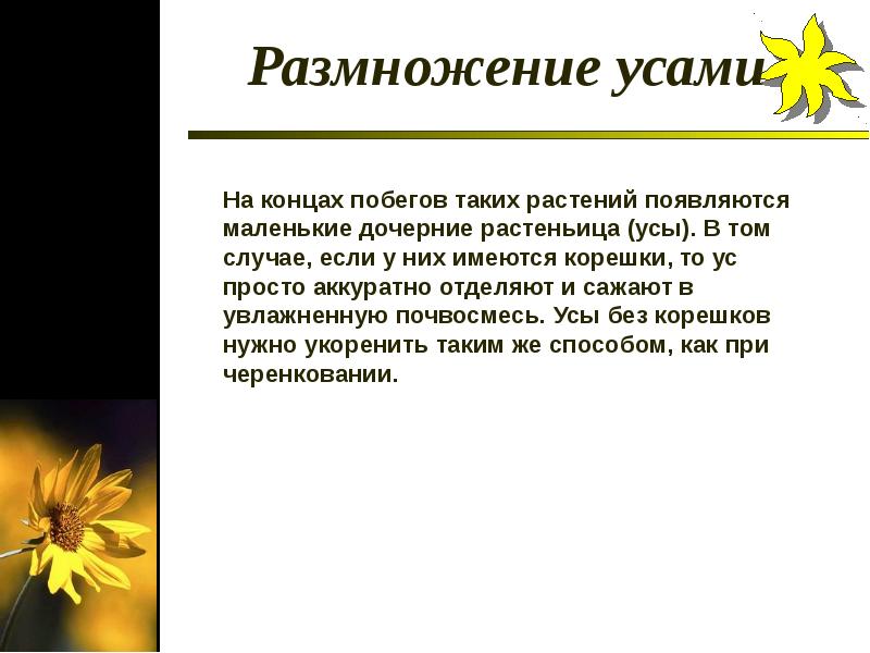Как размножить ус. Как размножить ус
