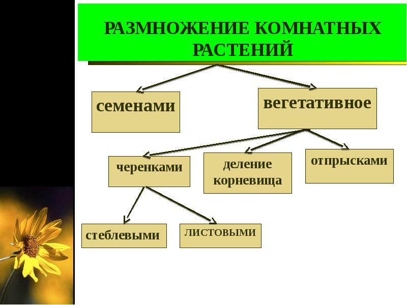 Черенкование комнатных растений презентация