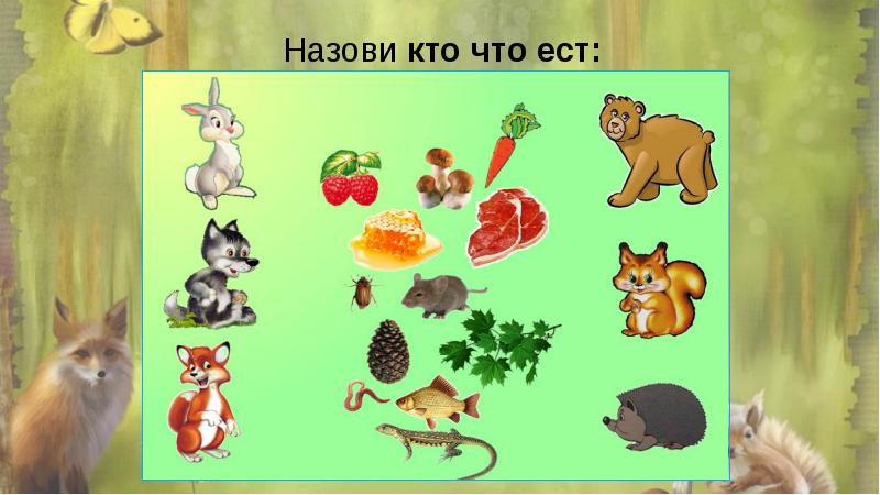 Кто что ест дикие животные картинки для детей игра