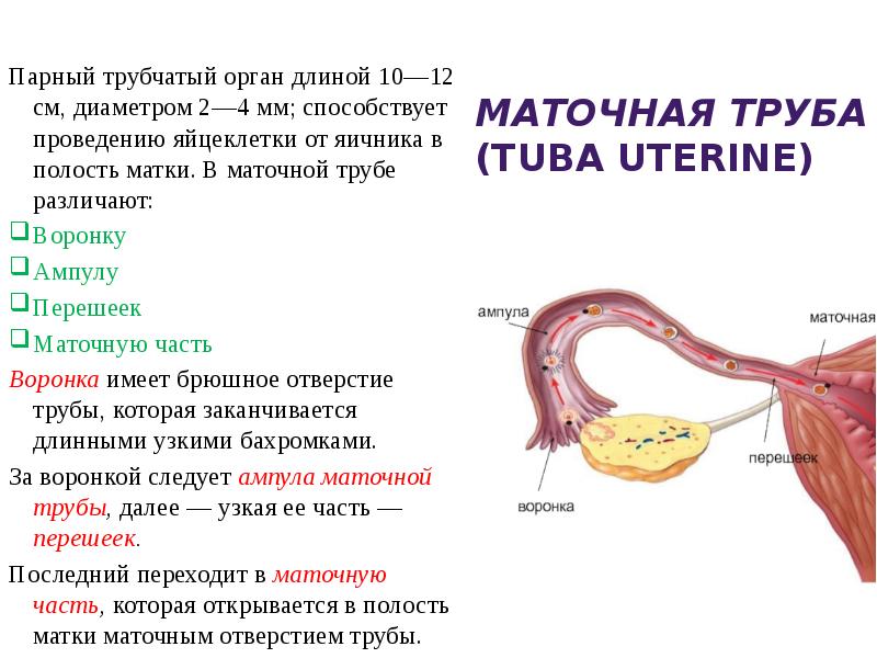 Матка с придатками рисунок