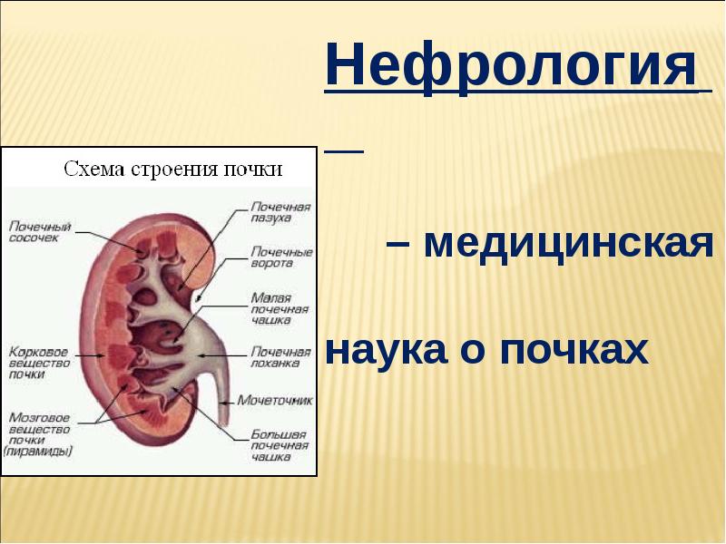 Презентация выделительная система 4 класс