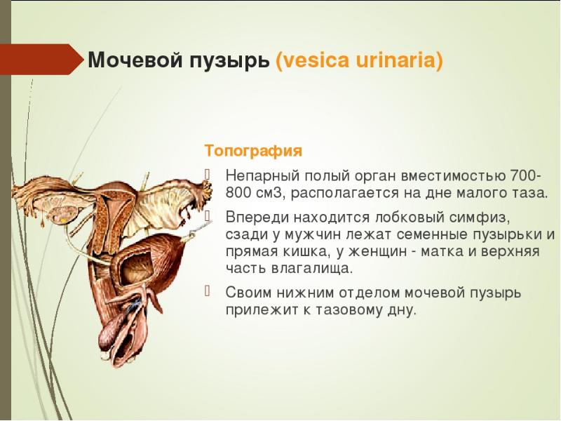 Топографическая анатомия мочевого пузыря презентация