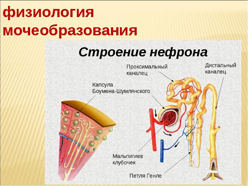 Что входит в состав изображенной на рисунке структуры выделительной системы человека