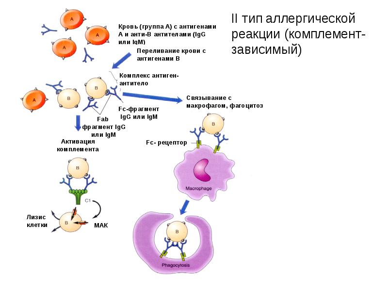 Иммунологическая реактивность