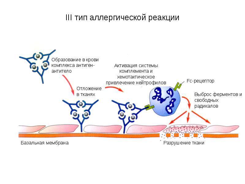 Иммунологическая реактивность презентация