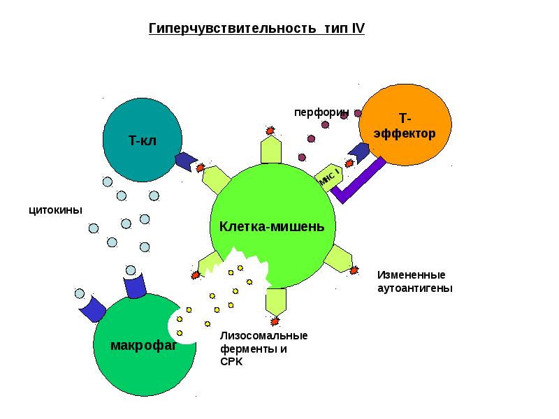 Иммунологическая реактивность презентация