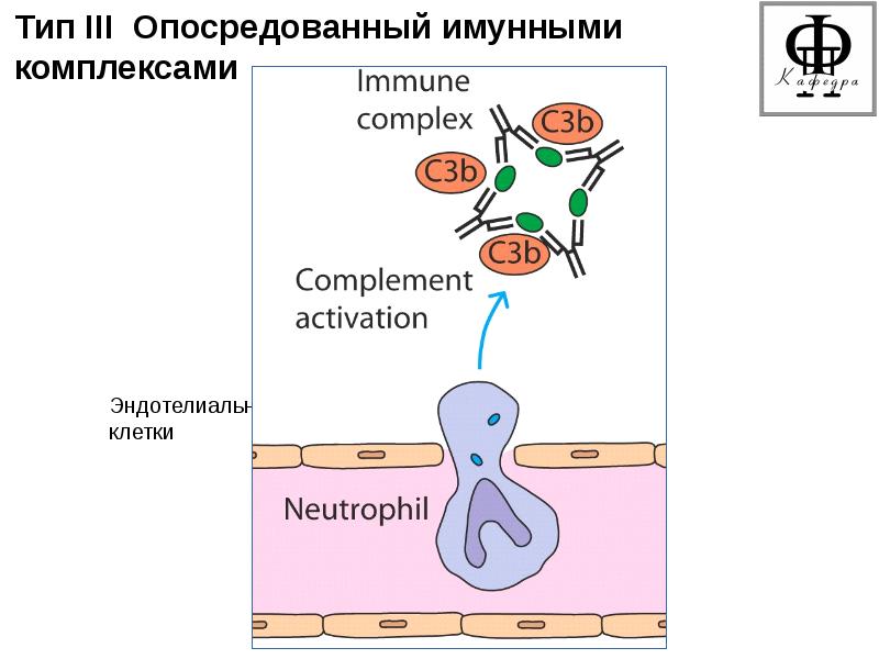 Immunity cells. Клеточно опосредованный иммунный. Цитотоксический механизм иммунитета. Цитокины th1. Виды иммунологической реактивности.