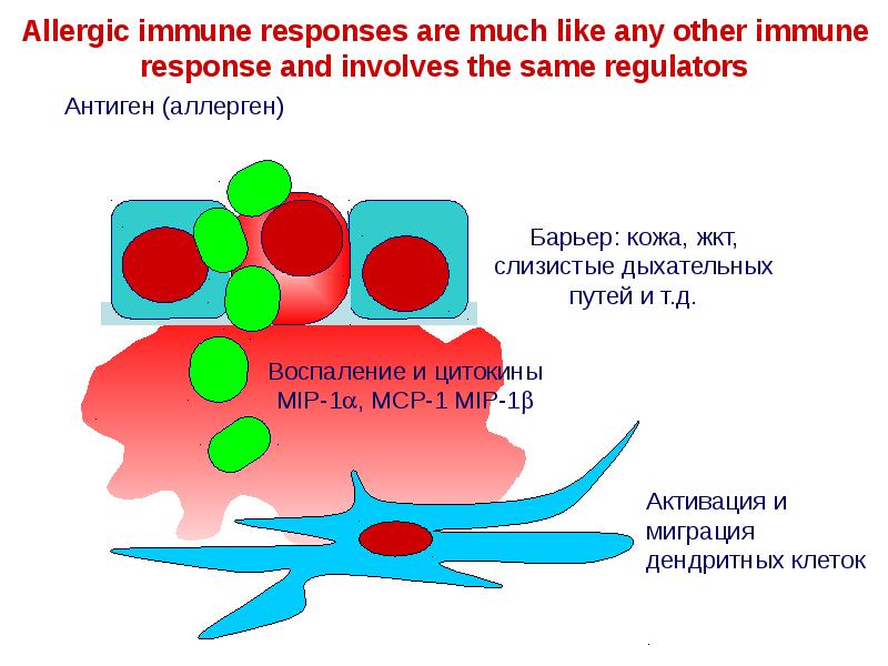 Иммунологическая реактивность презентация