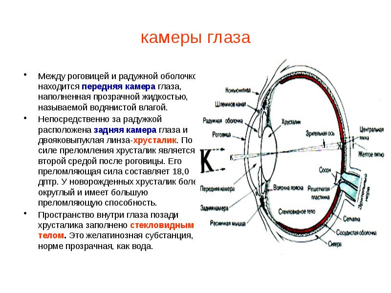 Хрусталик на схеме