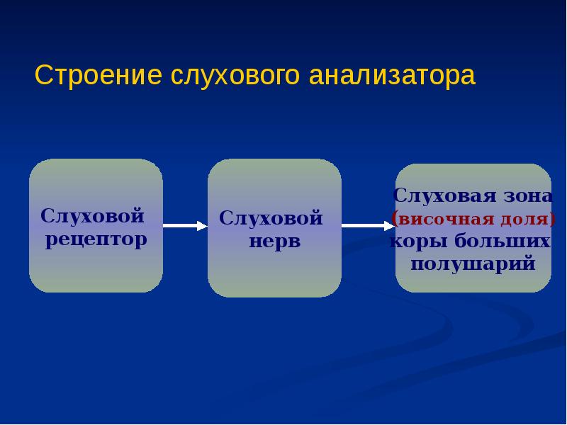 Презентация по теме слуховой анализатор 8 класс