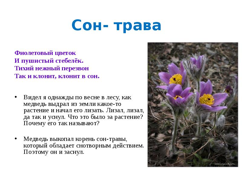 Про сон травы. Про сон травы