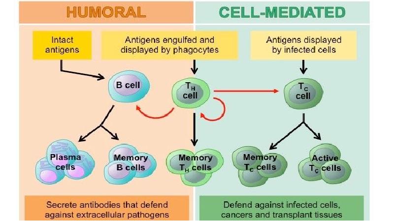 Responses to statements. Humoral and Cell-mediated Immunity.. Humoral immune response. Cell-mediated and humoral immune response. Development of the immune System.