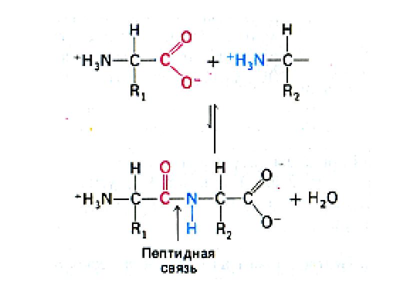Схема пептидной связи