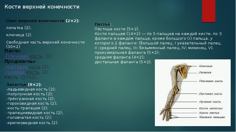 кости пояса верхней конечности. состав скелета пояса верхних конечностей. отделы скелета пояс верхних конечностей. состав пояса верхних конечностей. строение пояса верхних конечностей человека анатомия.