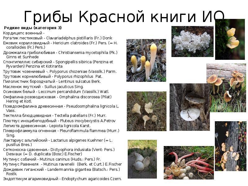 Описание грибов из красной книги россии фото и описание