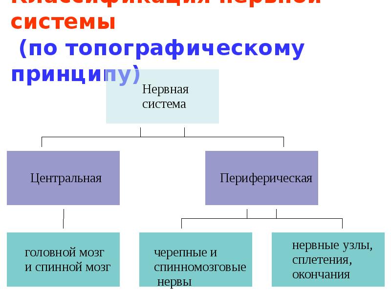 Схема классификации нервной системы