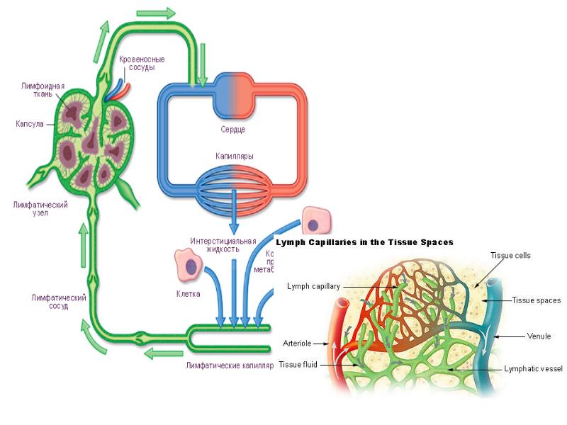 Лимфатическая система человека презентация по анатомии