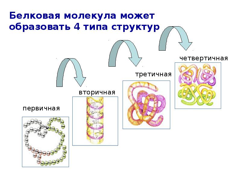 Определи рисунок на котором представлена первичная структура белка