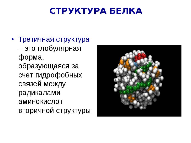 Белки презентация 9 класс