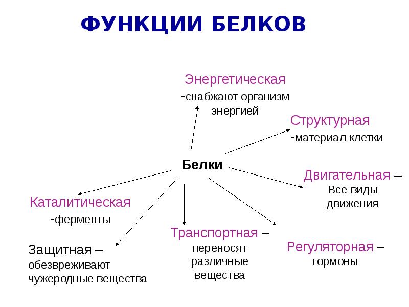 Белки презентация 9 класс