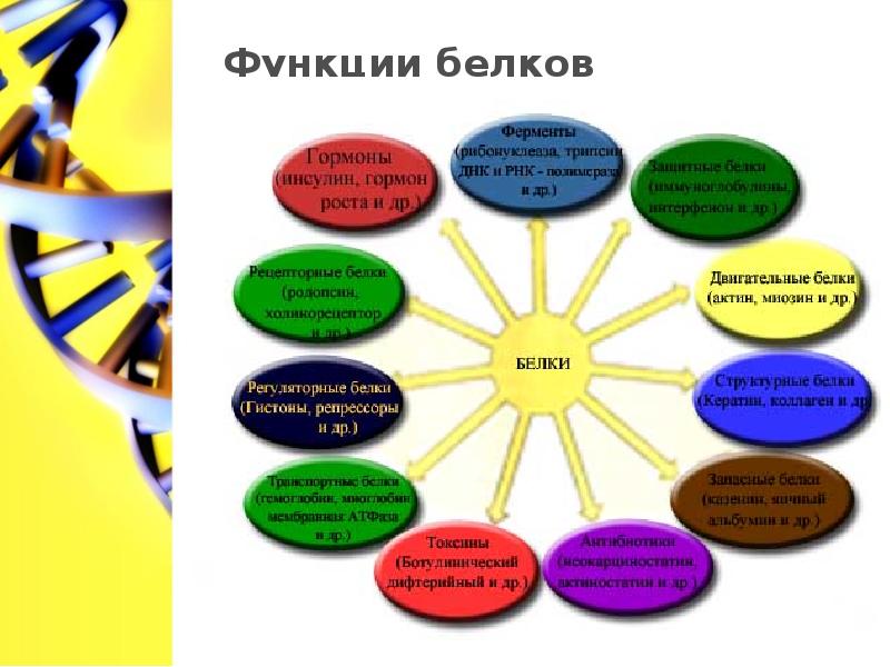 Белки презентация 9 класс