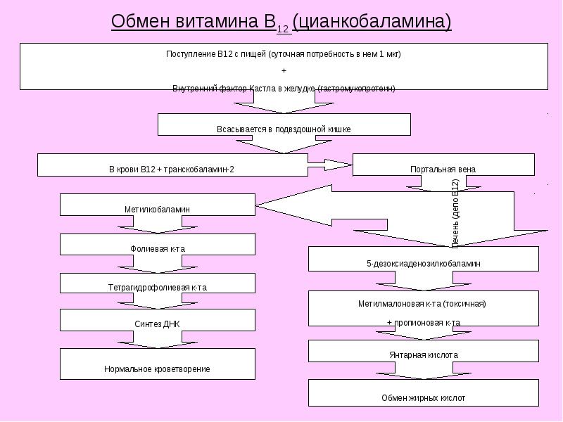 Обмен витаминов. Схема метаболизма витамина в12. Обмен витамина в12 в организме схема. Схема обмена витамина в12. Метаболизм витамина б12.