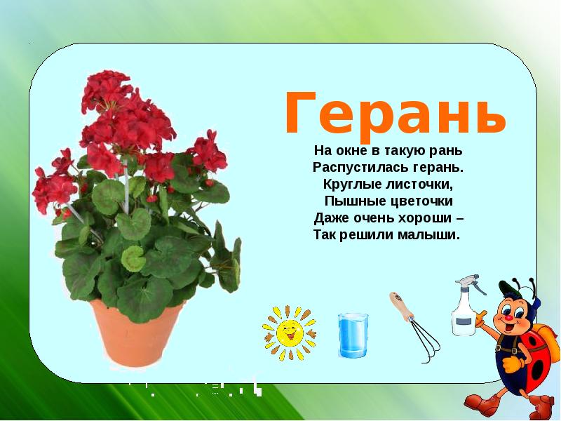 Презентация по теме цветы