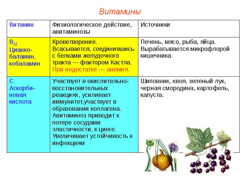 Проверочная работа по теме обмен веществ витамины