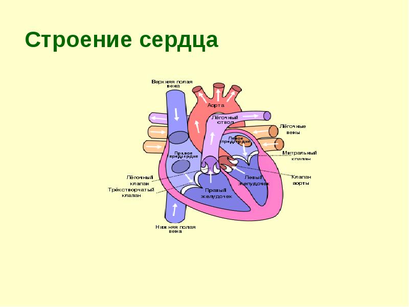 Строение сердца человека презентация