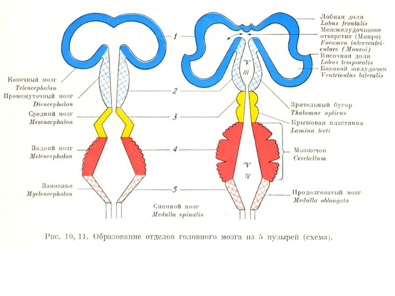 Мозговые пузыри схема