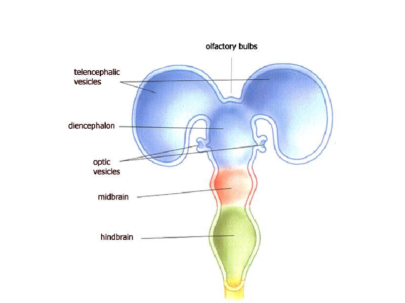 Стадия пяти мозговых пузырей. Онтогенез нервной системы (3 мозгового пузыря, 5 мозговых пузырей).. Стадии мозговых пузырей. Производные пяти мозговых пузырей. Стадии трех и пяти мозговых пузырей.