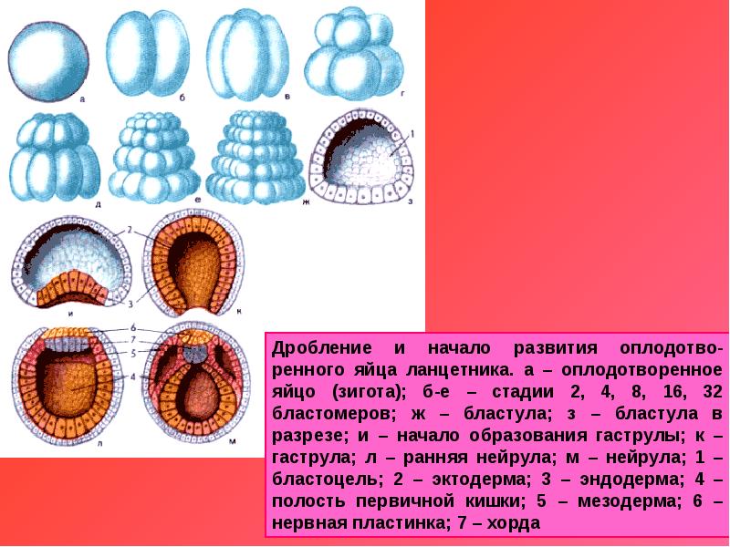 Онтогенез рисунок егэ