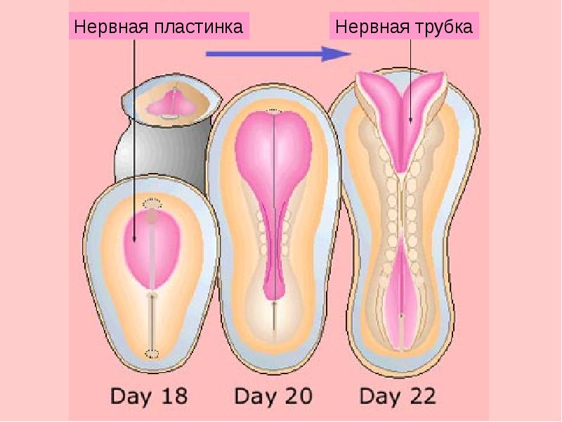 Нервная пластинка. Нервная пластинка и нервная трубка. Пластинки нервной трубки. Нервная пластина. Базальная пластинка нервной трубки.