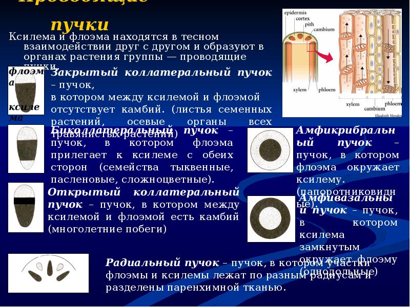 Проводящие комплексы. Проводящие пучки ксилемы и флоэмы. Проводящие пучки и их типы. Типы сосудисто-волокнистых Пучков. Сосудисто-волокнистые пучки открытого типа.