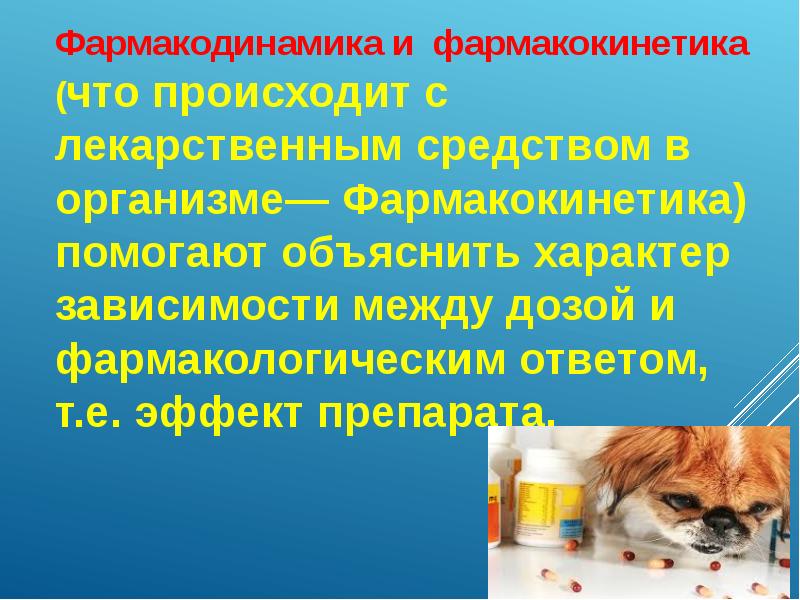 Готов к применению. Формы лекарственных веществ у собак. Виды и формы лекарственных веществ у собак.