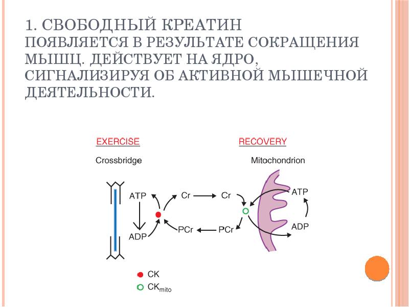 Свободный 1. Физиология мышечной деятельности. Креатин образуется. Свободный креатин в мышцах. Креатин физиология.