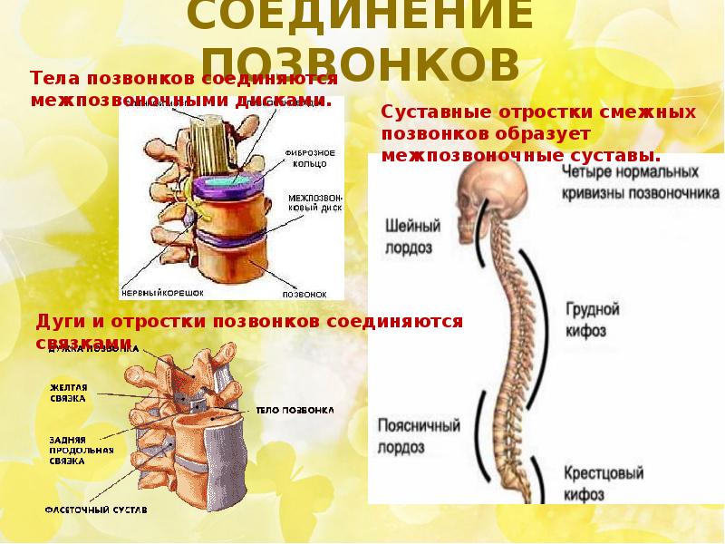 Соединения позвонков. Соединения позвонков анатомия. Позвоночный столб соединения. Соединение позвонков между собой. Тип соединения позвонков грудного отдела.