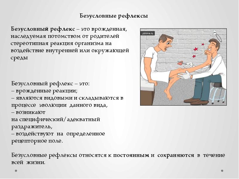 Презентация на тему рефлексы