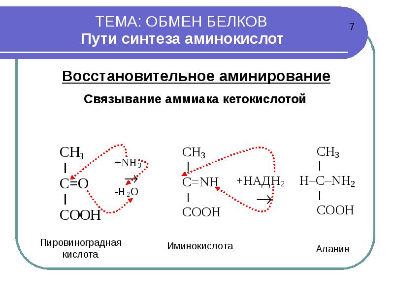 Белкова обмена