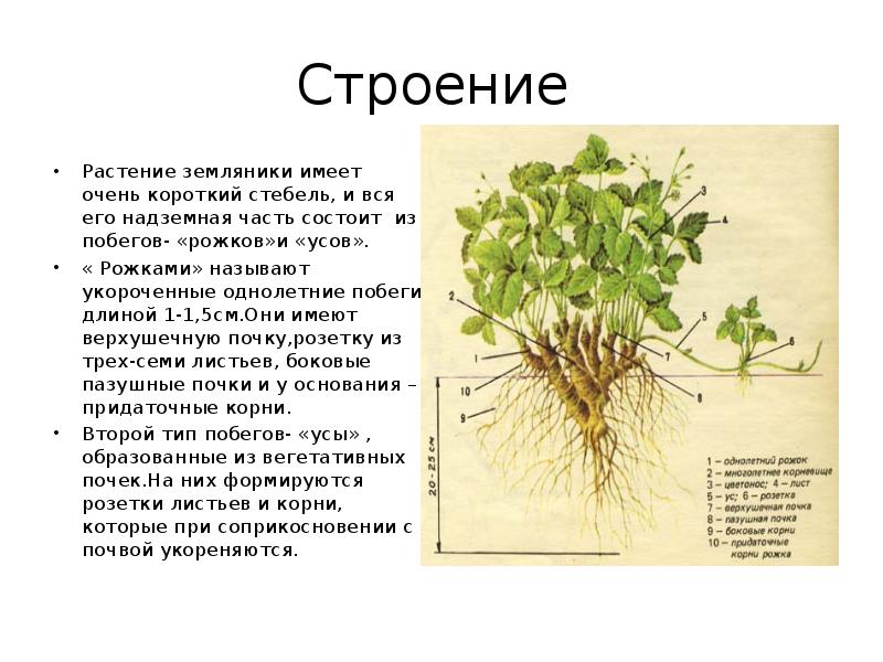 У земляники имеются усы которые служат для